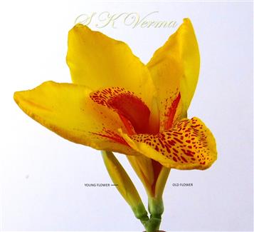  Cincinnus